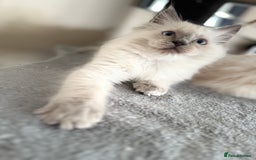 Ragdoll cats for sale: Beautiful Ragdol babies ready to leave  - Image 10