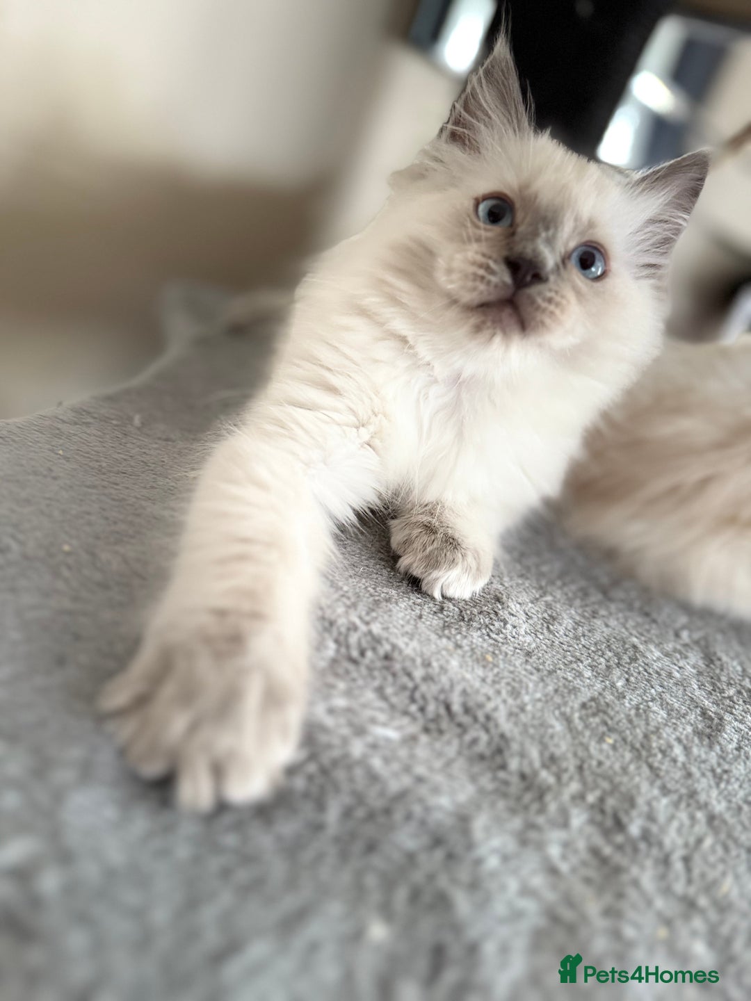Ragdoll cats for sale: Beautiful Ragdol babies ready to leave  - Image 10