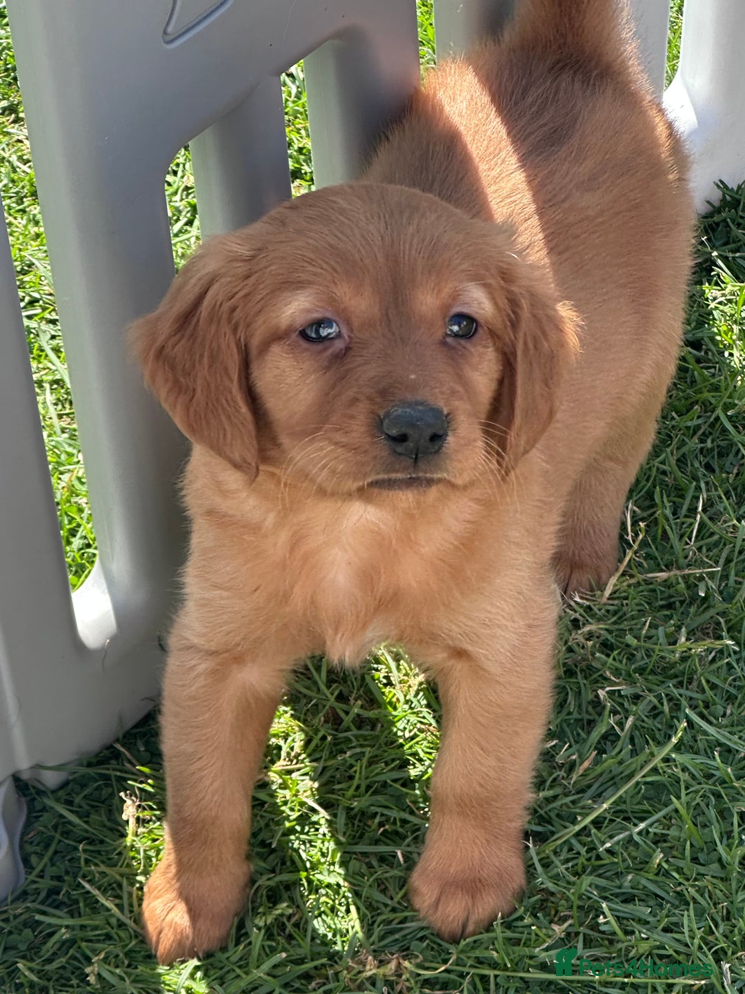 Golden Retriever dogs for sale: Fully health tested kennel club registered puppies - Image 2