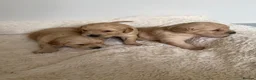 Golden Retriever dogs for sale: Beautiful KC Golden Retrievers  - Advert 21