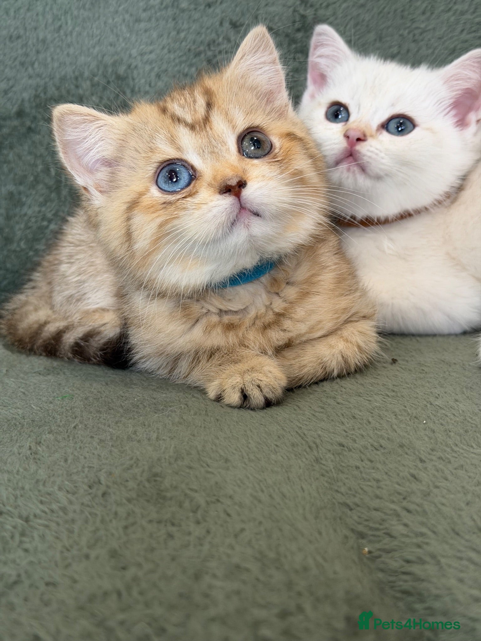 British Shorthair cats British sh odd/blue eyed adorable kittens GCCF  - Advert 14