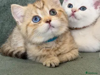 British Shorthair cats British sh odd/blue eyed adorable kittens GCCF - Advert 11