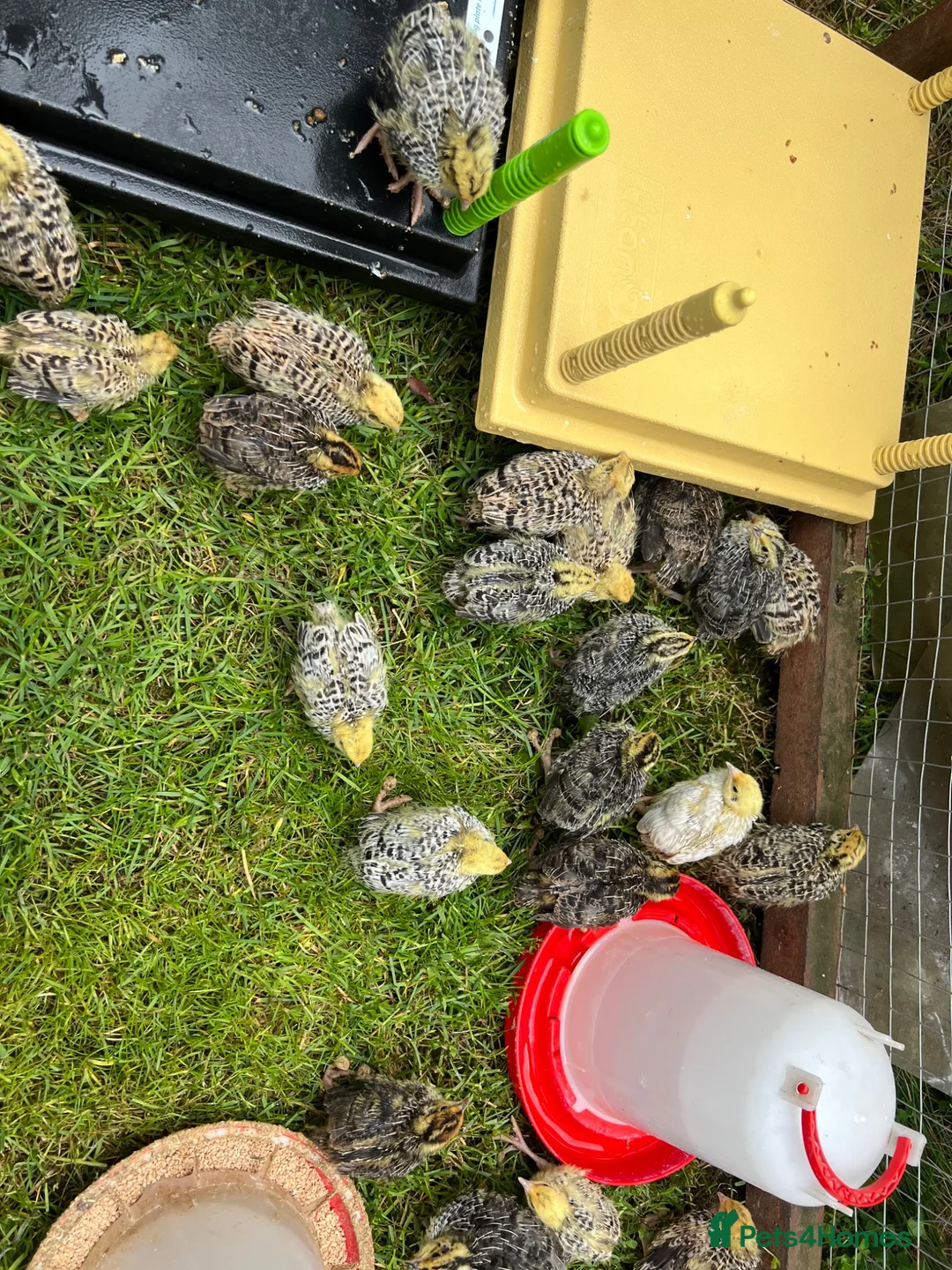 Quail poultry for sale: Jumbo Coturnix Quail  - Advert 2
