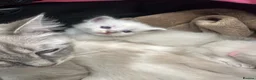 Ragdoll cats for sale: Ragdoll kittens  in Edinburgh - Advert 5