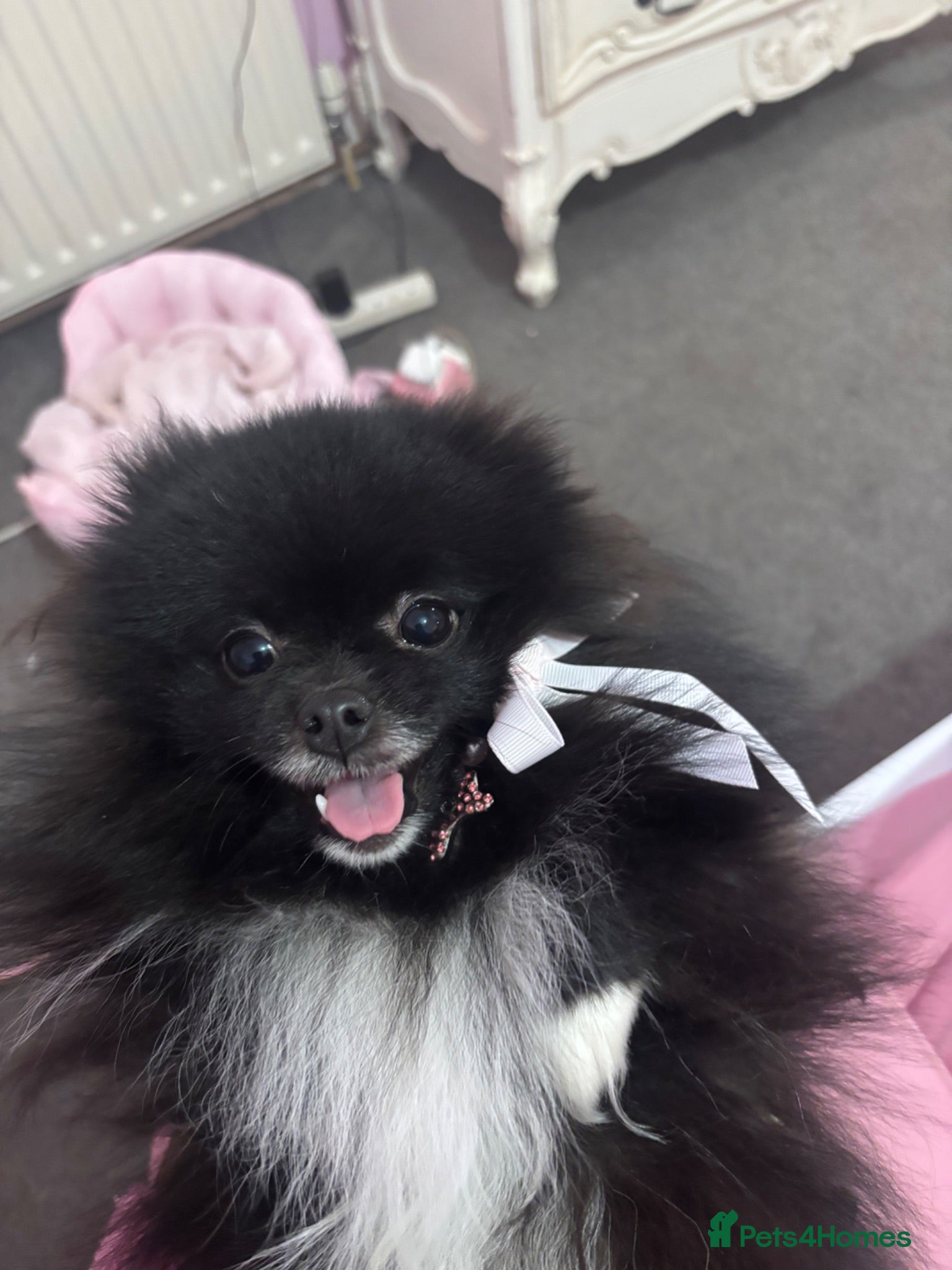 Pomeranian dogs Pomeranian Pup for Sale  - Advert 2
