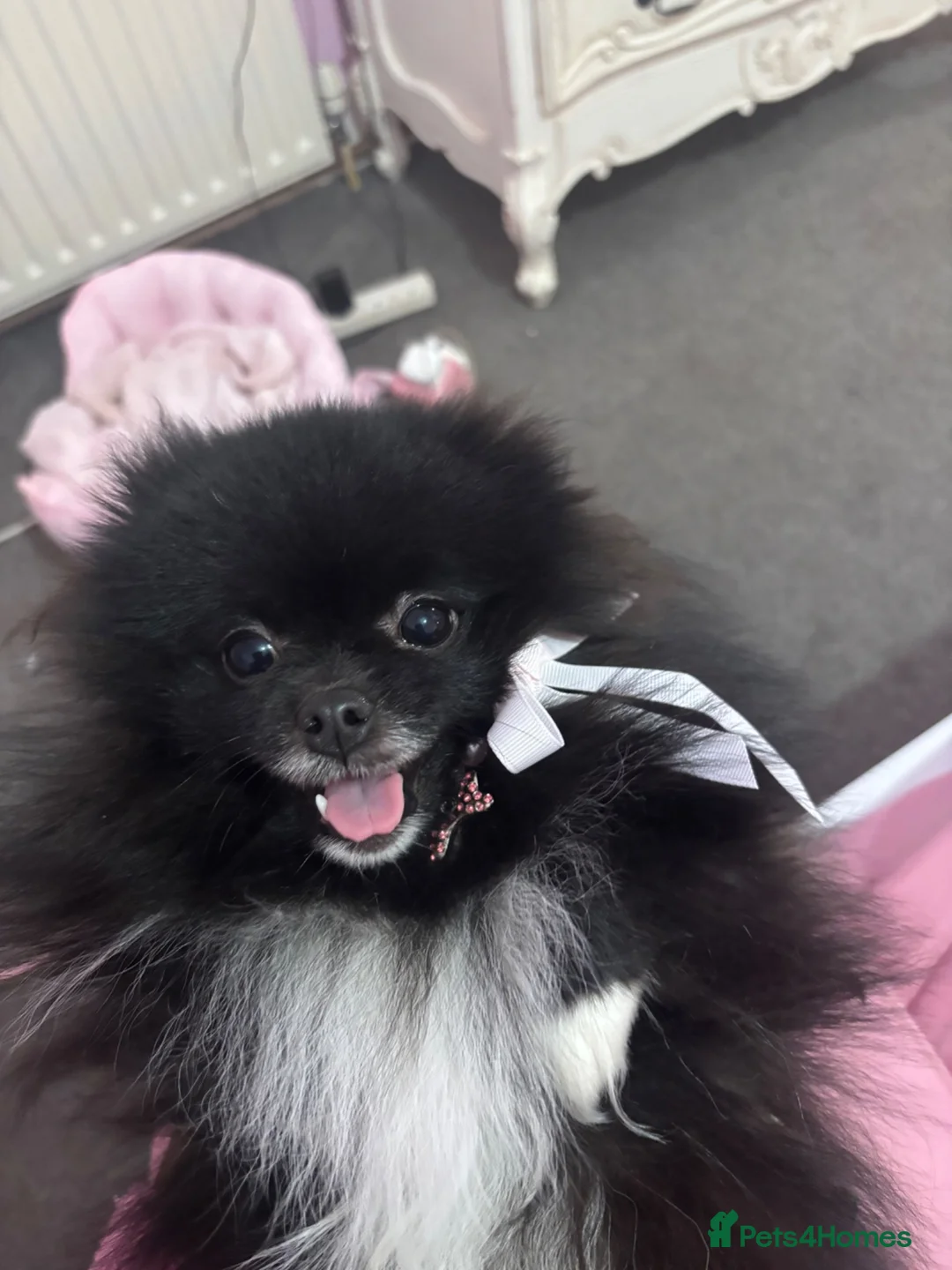 Pomeranian dogs for sale: Pomeranian Pup for Sale  - Advert 1