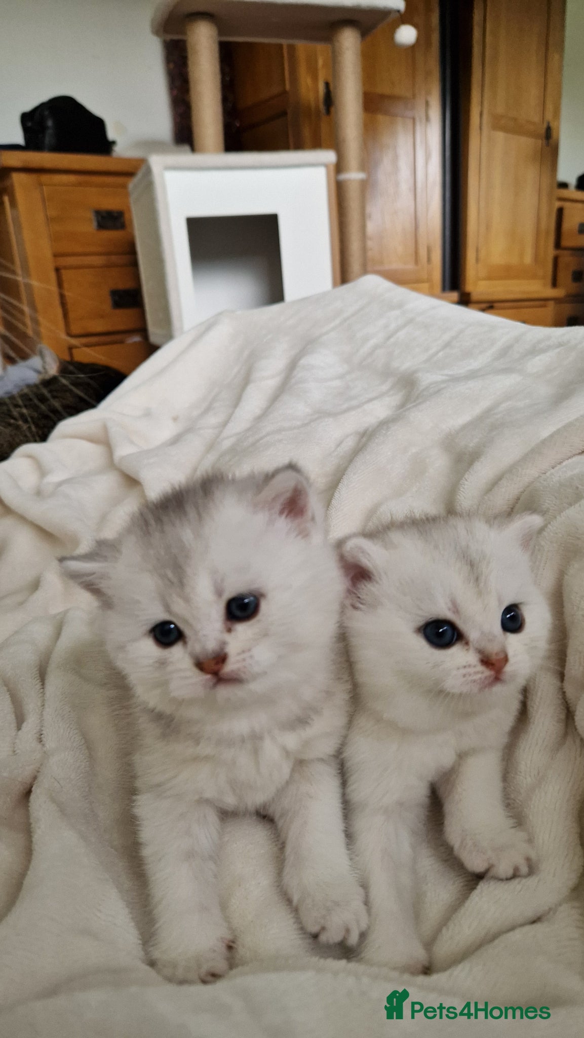 British Shorthair cats Reduced only 500 ggcf reg bsh🐾 Kittens🐾 - Advert 8