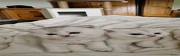 British Shorthair cats for sale: 😸Chubby BritishShorthair🐾 Kittens🐾 - Advert 8