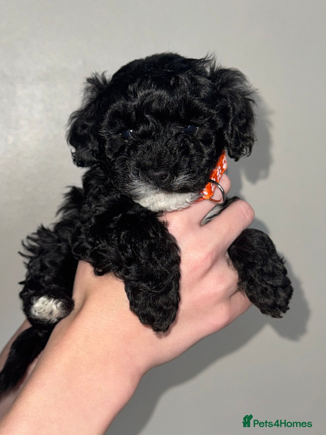 Toy Poodle dogs for sale: Beautiful Toy Poodle Puppies - Ready to reserve - Advert 11