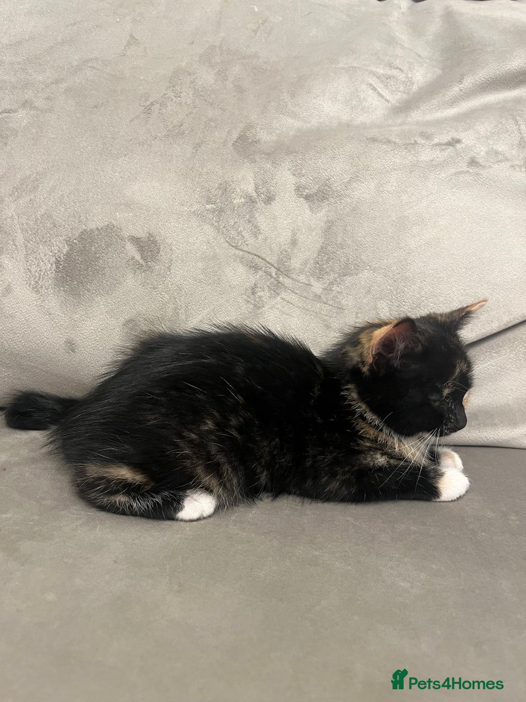 Domestic Shorthair cats for sale: The lovely 8 week kitten ready for rehome - Image 4
