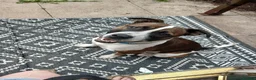 Mixed Breed dogs for sale: Free to a good home in Salford - Advert 2