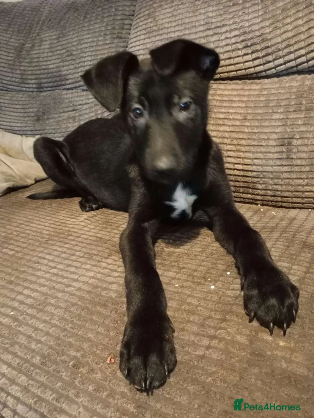 Mixed Breed dogs for sale: Jet & Zeus  - Advert 2