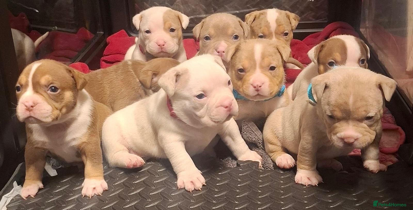 American Bully dogs AMERICAN BULLY PUPPIES 🐶  - Advert 6