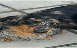 Miniature Dachshund dogs for sale: Kc reg choclate & tan dapple male dachshund  - Image 12