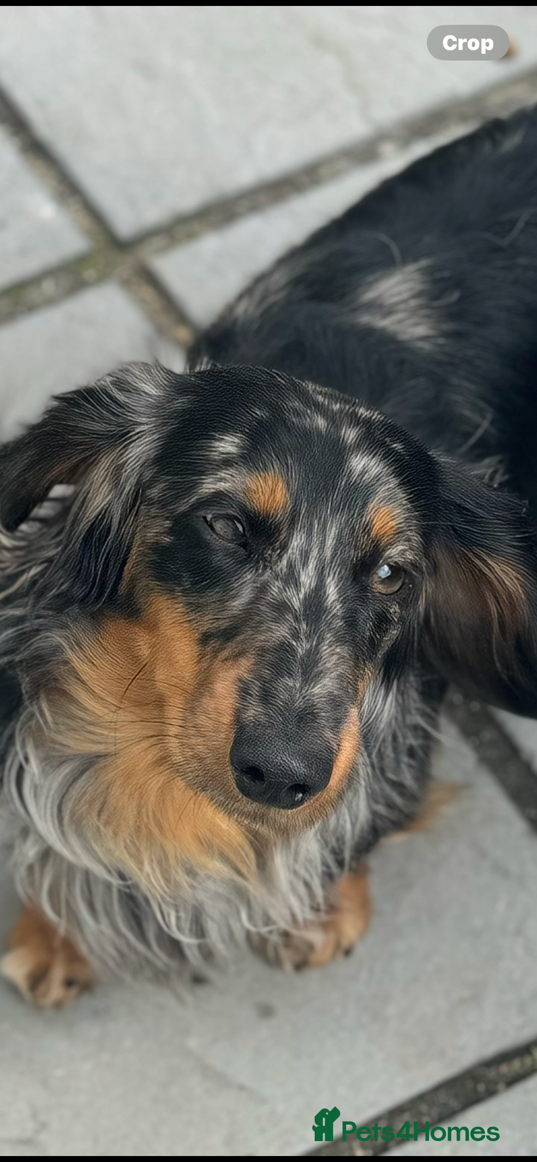 Miniature Dachshund dogs for sale: Kc reg choclate & tan dapple male dachshund  - Image 12