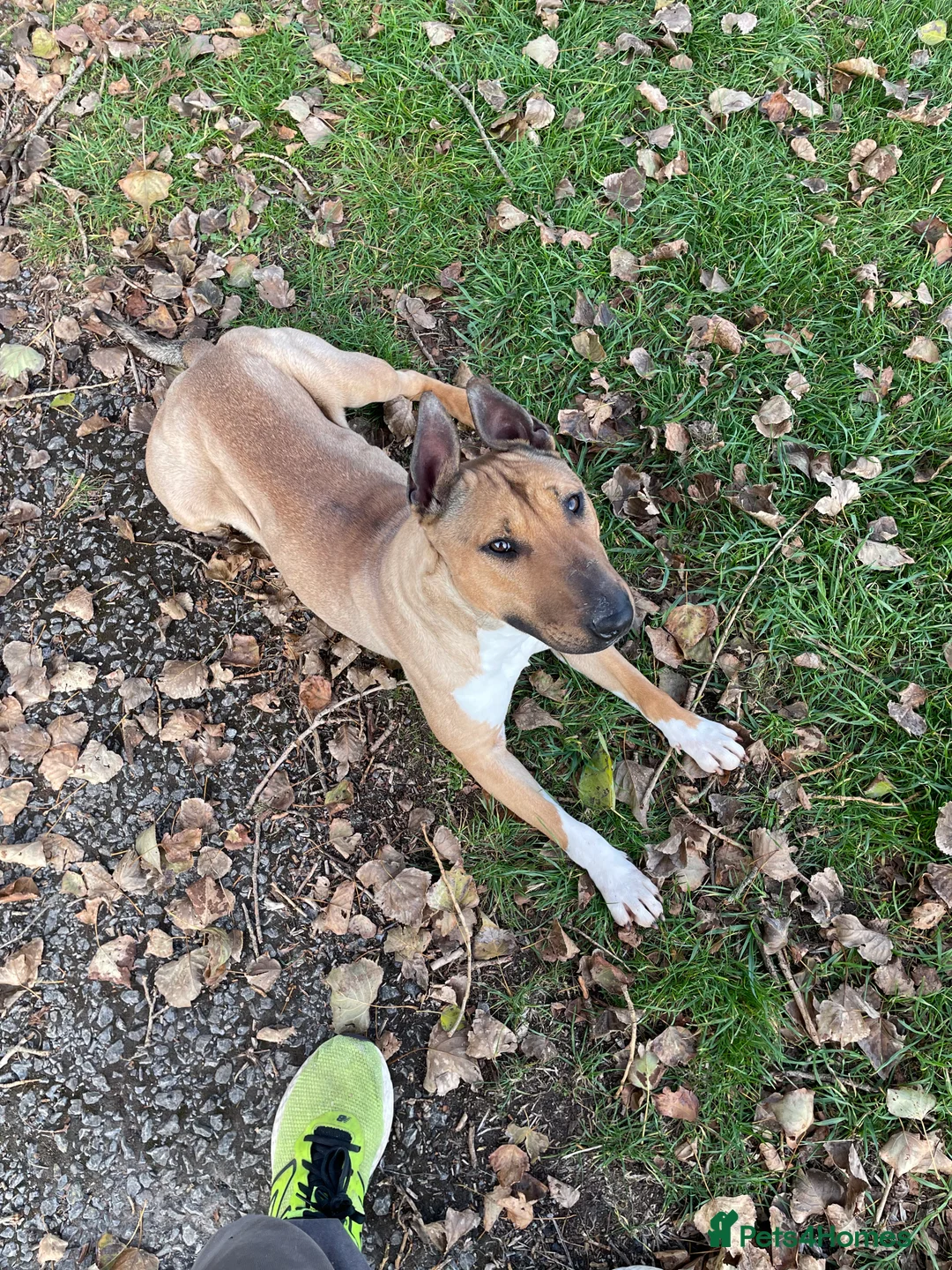 Bull Terrier dogs for sale: Bull terrier  - Advert 1