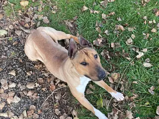 Bull Terrier dogs Bull terrier - Advert 1