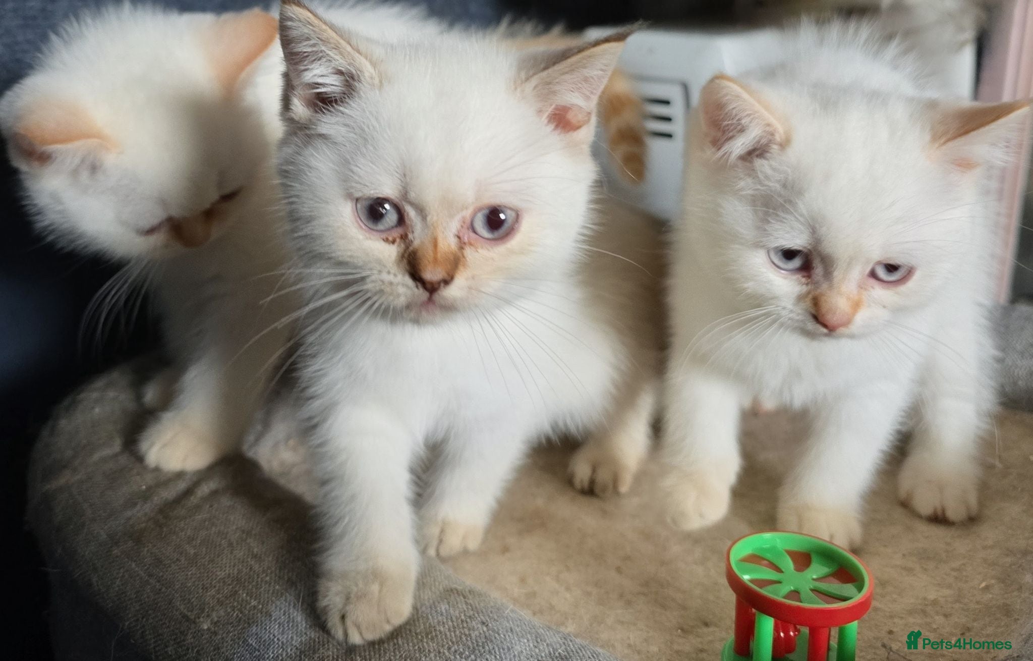 British Shorthair cats Beautiful British Shorthair girls available   - Advert 2