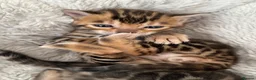 Bengal cats for sale: Bengal unregistered kittens.  in Dorchester - Advert 12