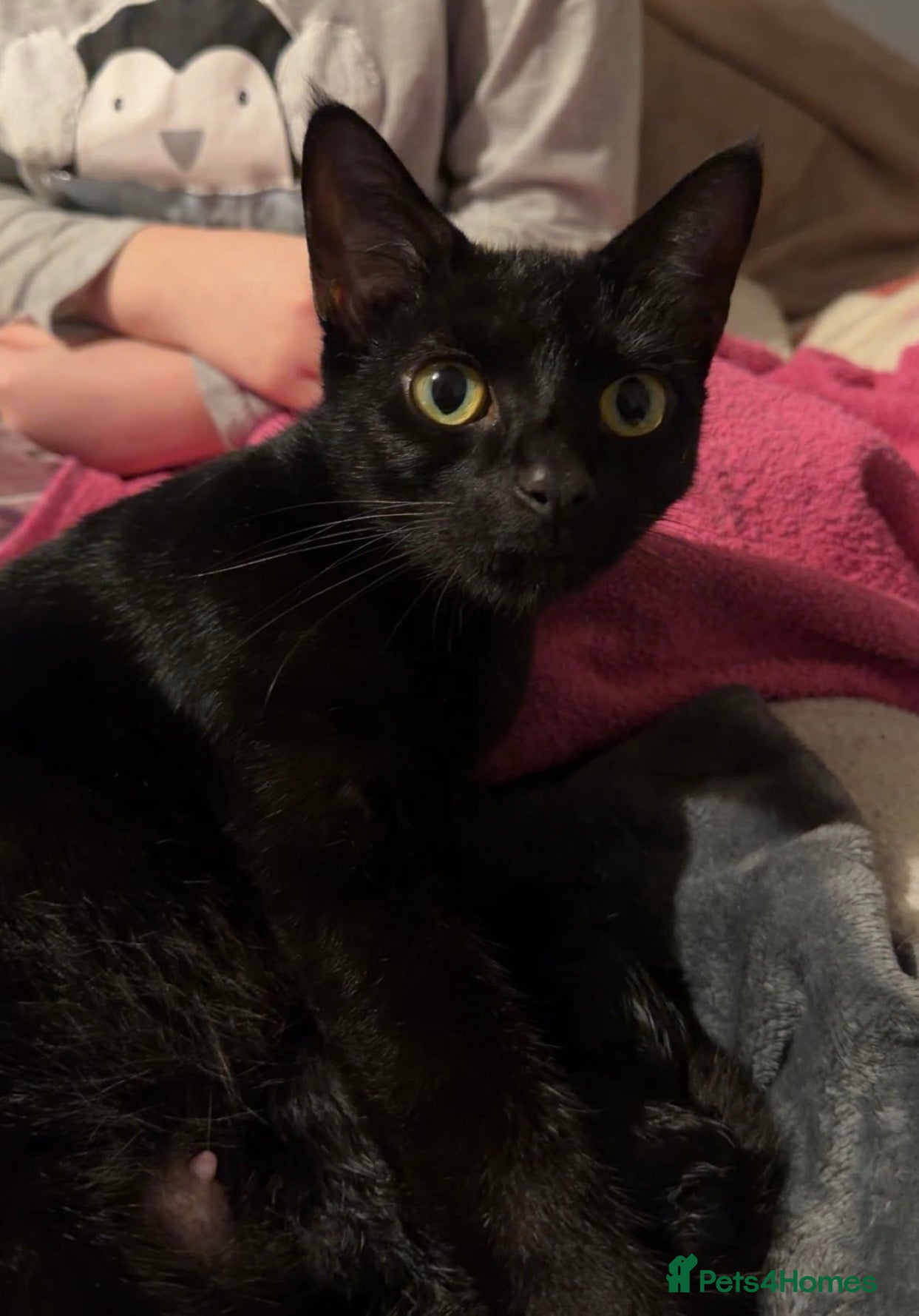 Mixed Breed cats Kittens  - Advert 1