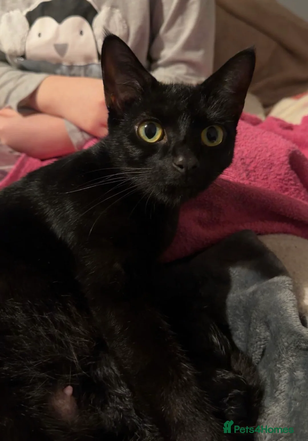 Mixed Breed cats for sale: Kittens  in Northampton - Advert 1