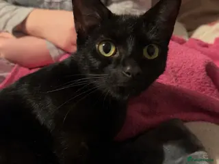 Mixed Breed cats Kittens - Advert 1