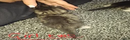 Mixed Breed cats for sale: Long haired kittens in Bishop Auckland - Advert 5