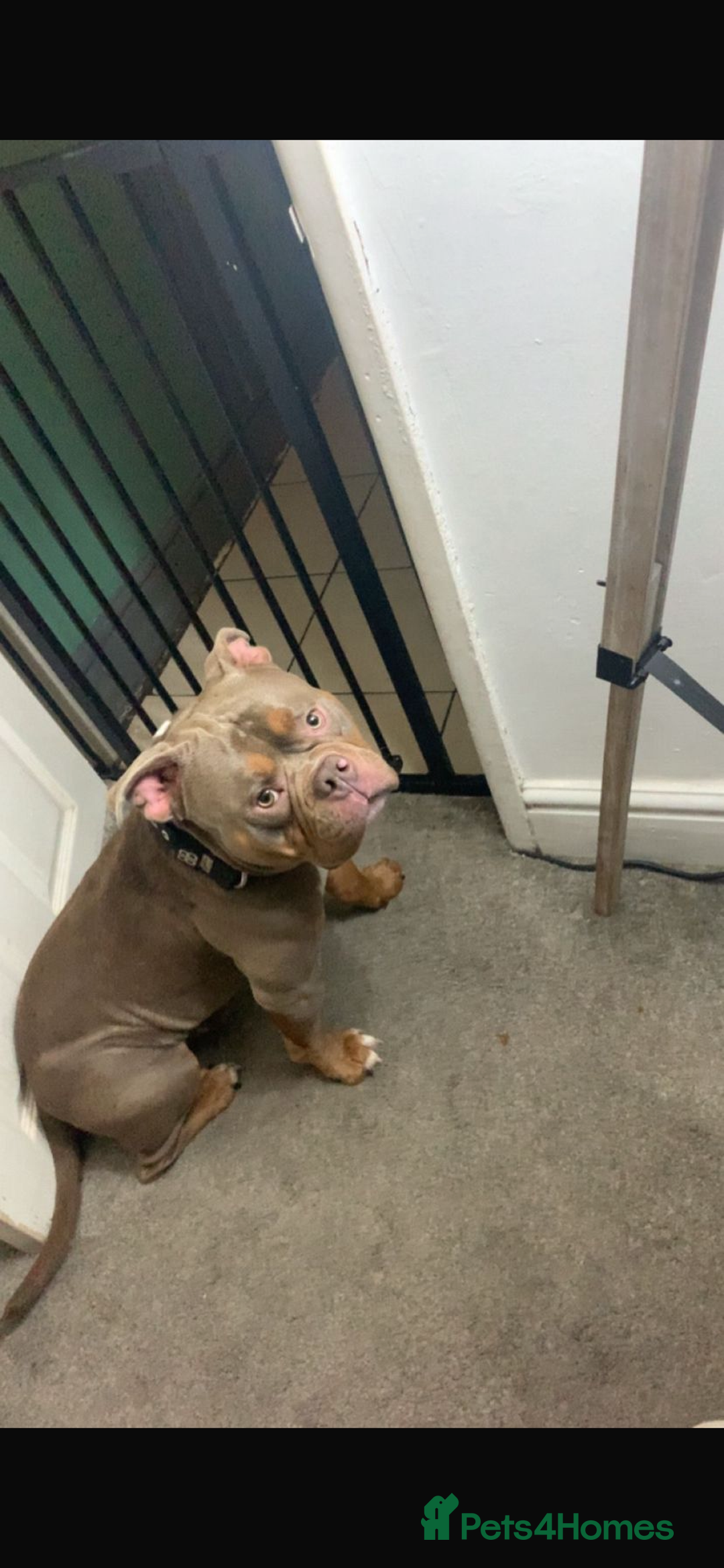 American Bully dogs for sale: American pocket  - Advert 4