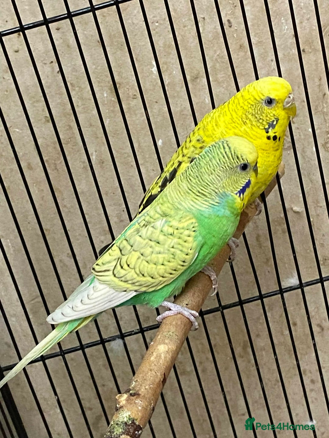 Budgerigars birds for sale: Bonded Pair of Budgies - Advert 3