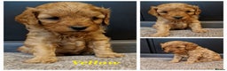 Cavapoo dogs for sale: F1B Toy Cavapoo Puppies - Advert 7