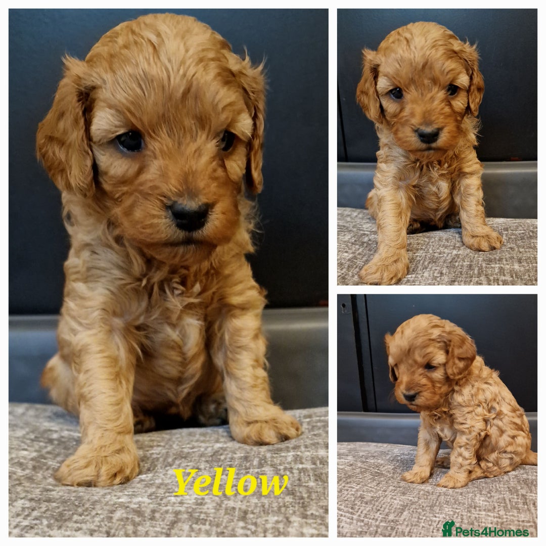Cavapoo dogs for sale: F1B Toy Cavapoo Puppies - Advert 7