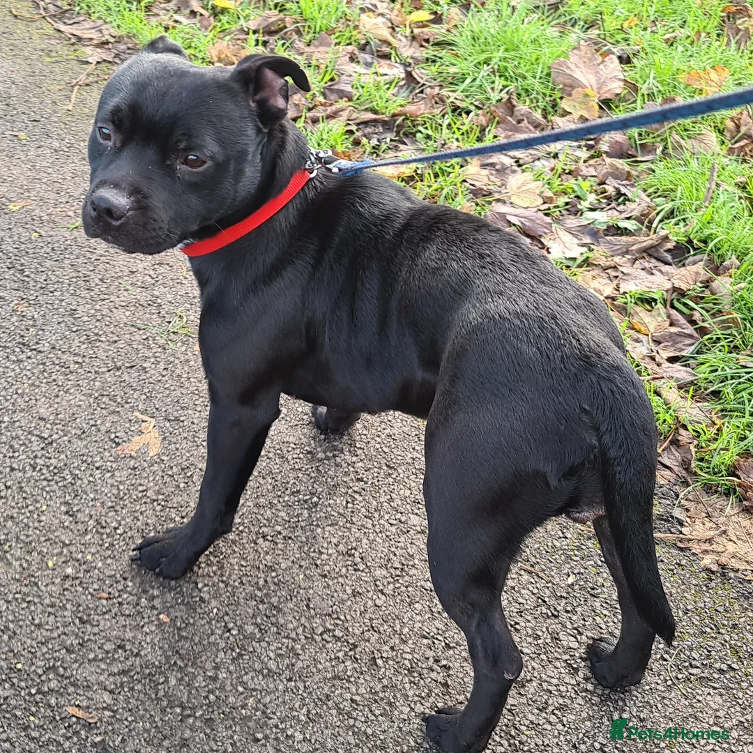 Staffordshire Bull Terrier dogs for sale: Adorable Black and blue kc staffy puppys  - Advert 9