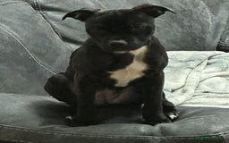 Mixed Breed dogs for sale: 2 Year Old Staffie - Image 2