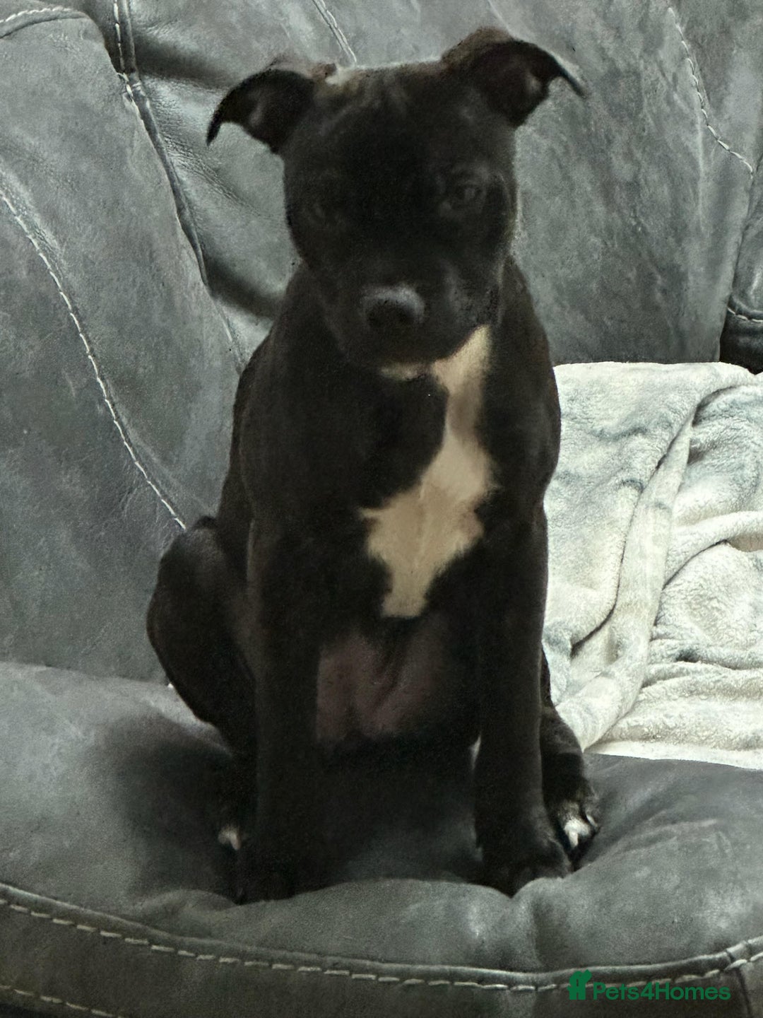 Mixed Breed dogs for sale: 2 Year Old Staffie - Image 2