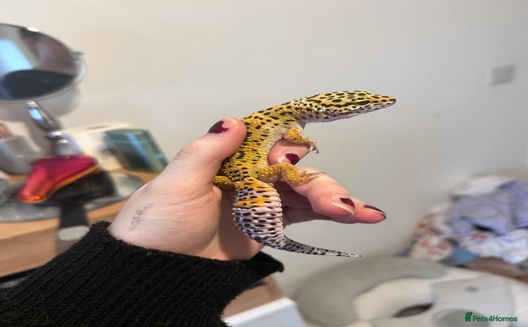 Leopard Gecko reptiles - Advert 4