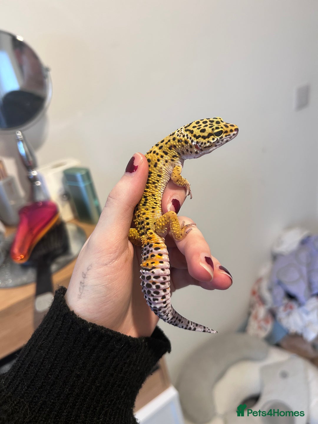 Leopard Gecko reptiles for sale: Leopard Gecko  - Image 1