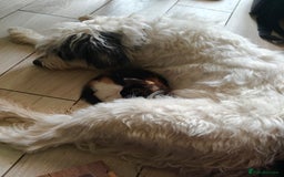 Mixed Breed cats for sale: Gorgeous Part BSH kittens ready to go now - Image 3