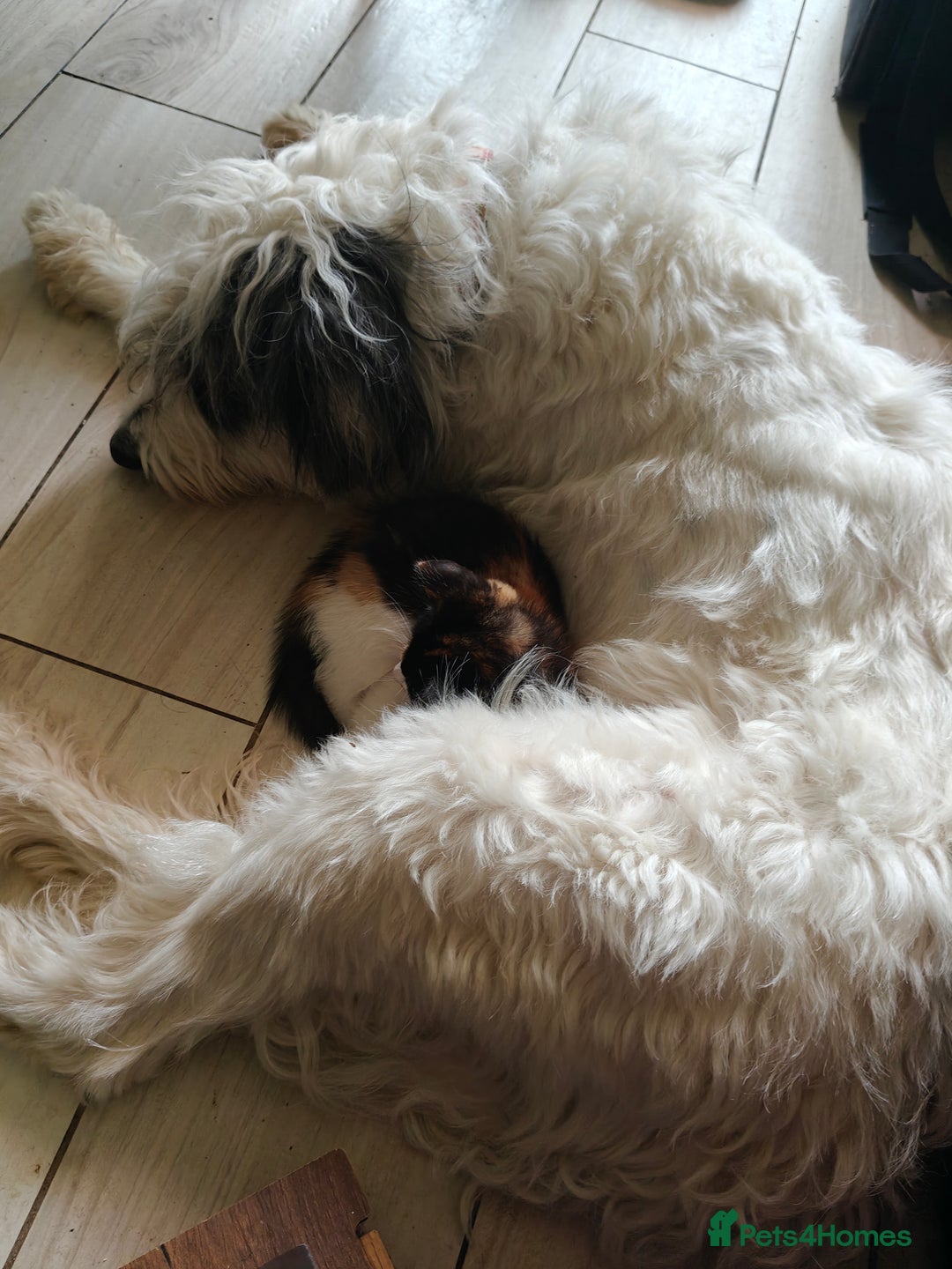 Mixed Breed cats for sale: Gorgeous Part BSH kittens ready to go now - Image 3