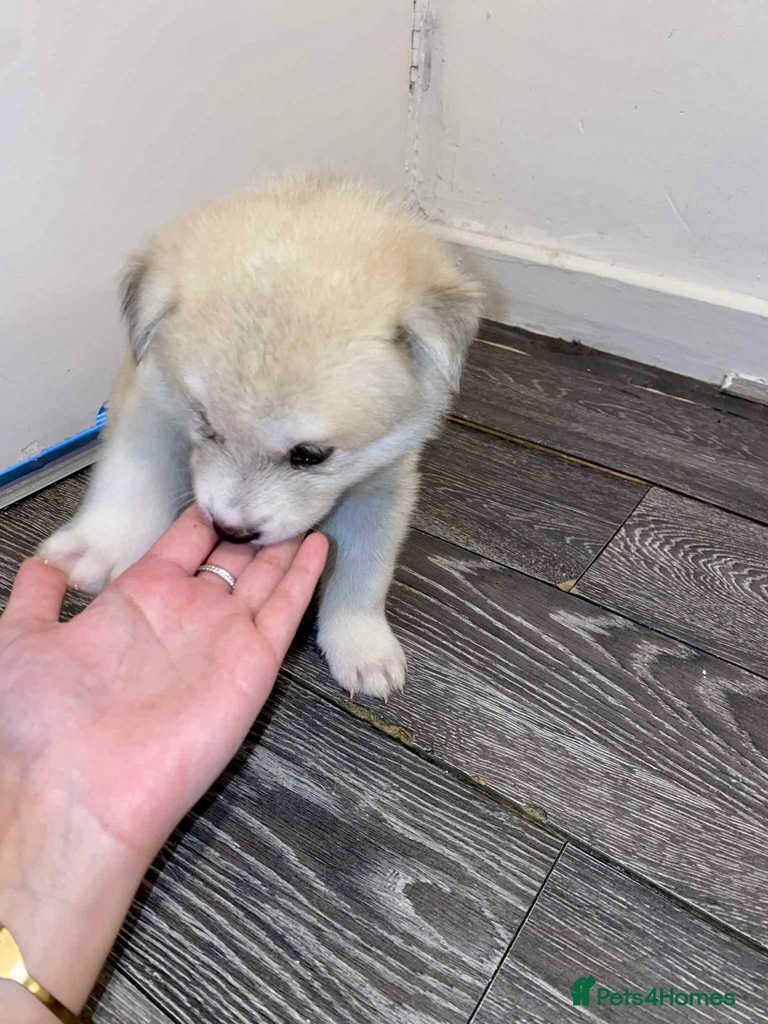 Huskita dogs for sale: huskeys  - Advert 12