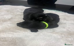 Dachshund dogs for sale: Tiny long haired piebald dachshunds for sale ! - Image 11