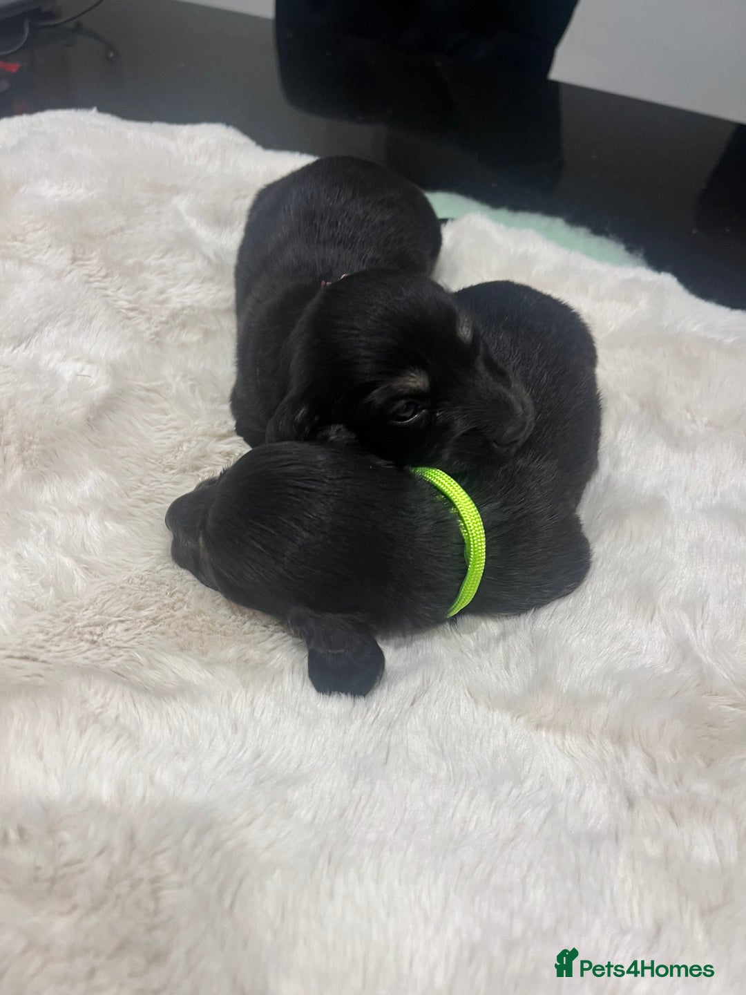 Dachshund dogs for sale: Tiny long haired piebald dachshunds for sale ! - Image 11