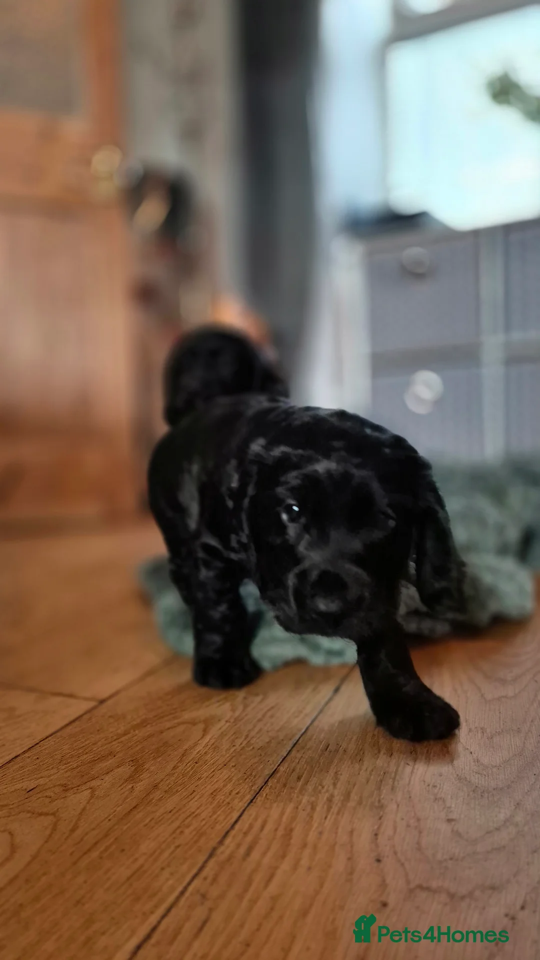 Cocker Spaniel dogs for sale: Mr Paul Bell - Advert 7