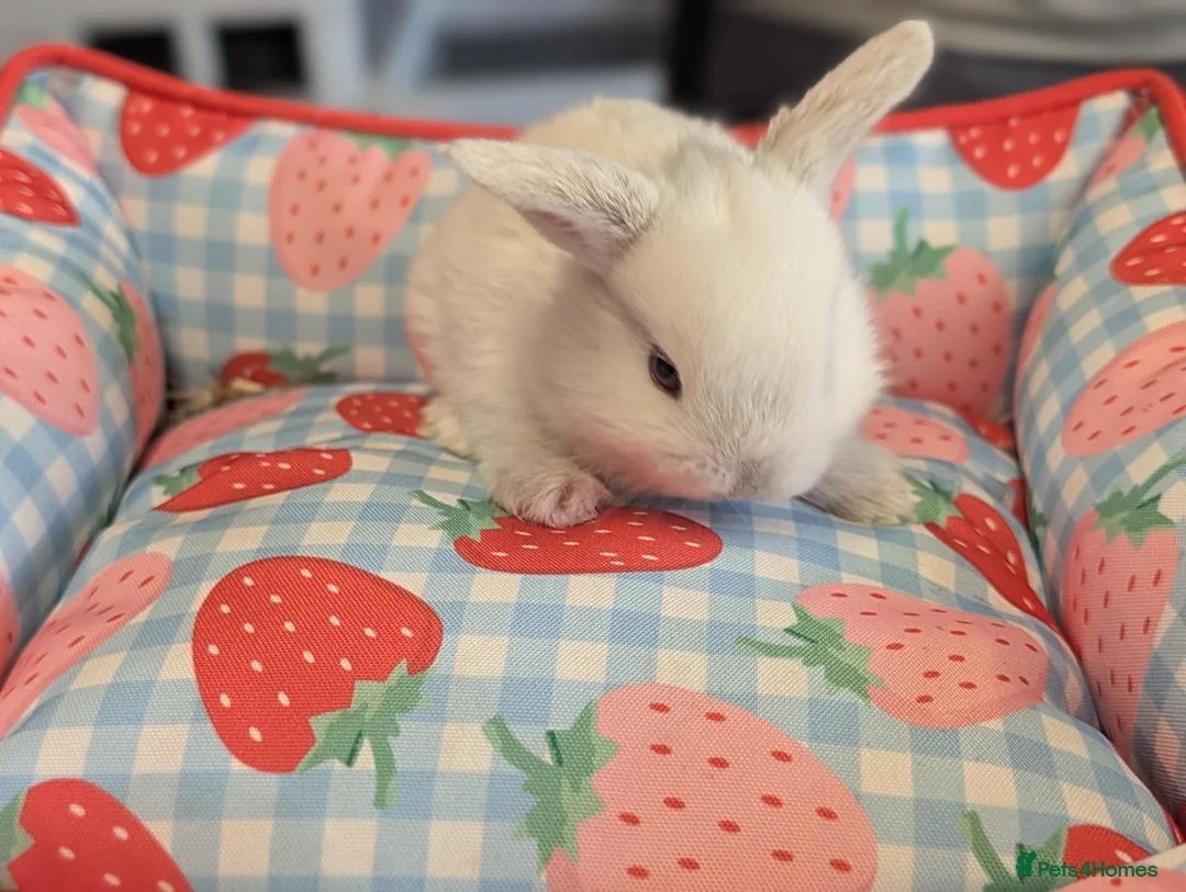 Mixed Breed rabbits for sale: Netherland Dwarf/lion head X mini lop  - Advert 2