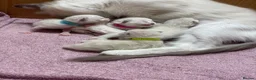 Ragdoll cats for sale: Ragdoll kittens pedigree  in Ellesmere Port - Advert 21