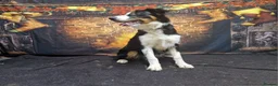 Border Collie dogs for sale: Border Collie - Just Under 2 - Advert 3