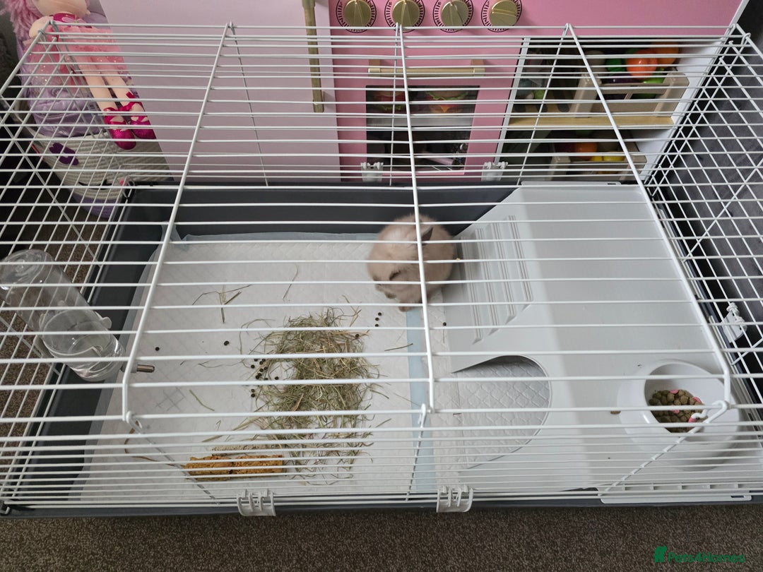 Mini Lion Lop rabbits for sale: Rabbit +cage - Image 5