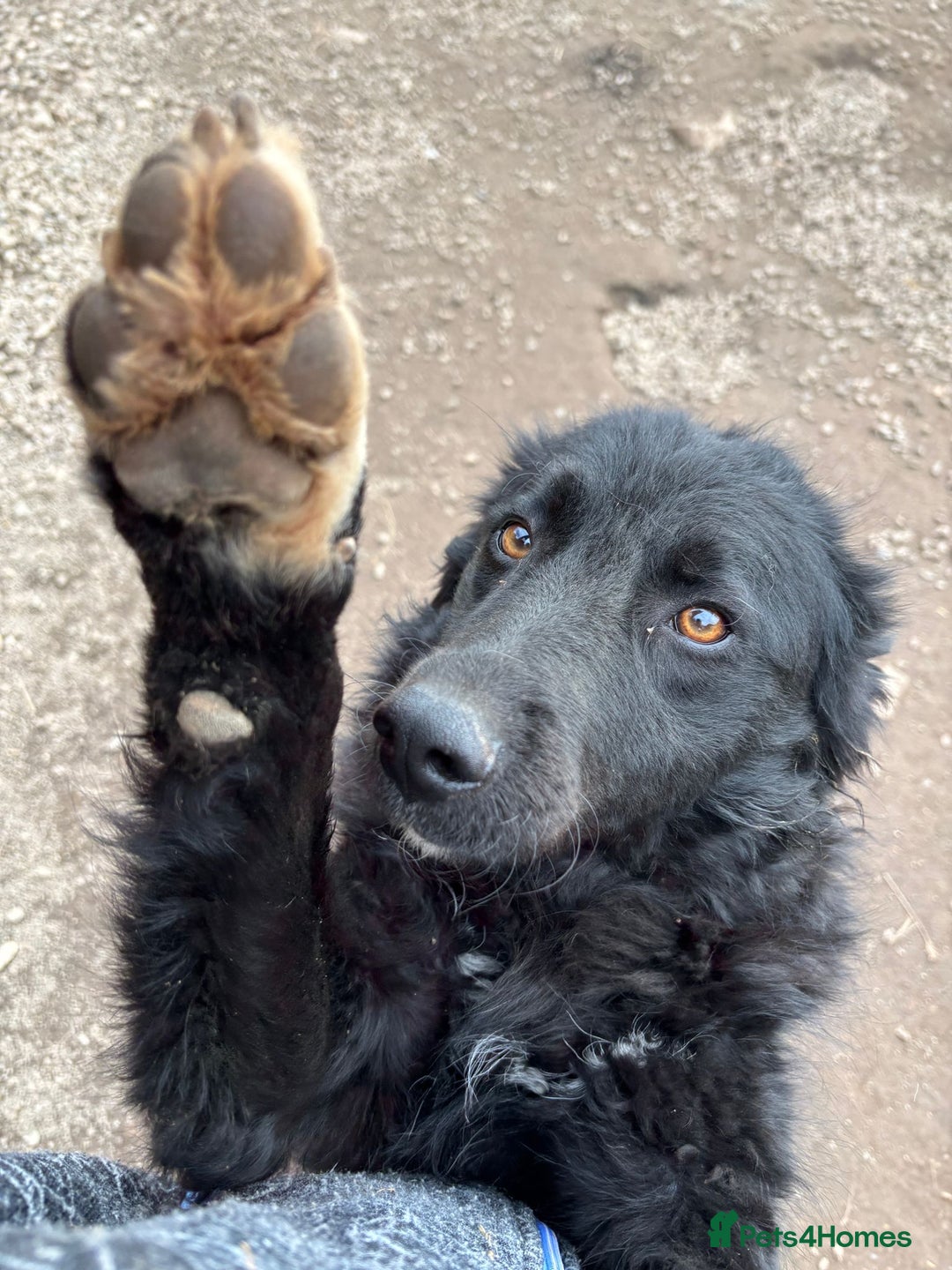 Mixed Breed dogs for adoption: Astra is looking for a family  - Advert 1