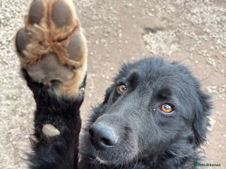 Mixed Breed dogs Astra is looking for a family - Advert 5