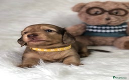 Miniature Dachshund dogs for sale: 𝕃𝕠𝕟𝕘 𝕙𝕒𝕚𝕣𝕖𝕕 𝕔𝕣𝕖𝕒𝕞 𝕡𝕦𝕡𝕡𝕚𝕖𝕤 🧸 - Image 15