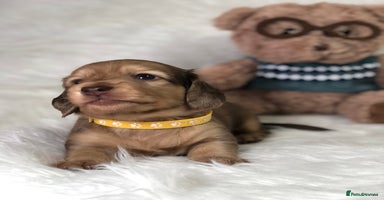 Miniature Dachshund dogs - Advert 6